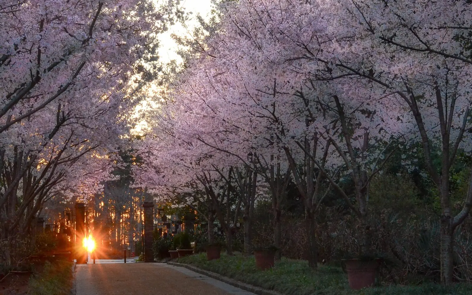 Tree, road and landscape